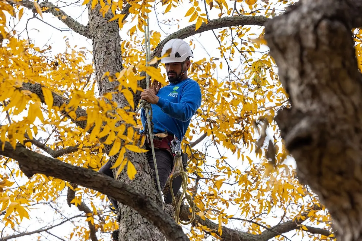 Skilled Tree Planing crew working in Ocean Park