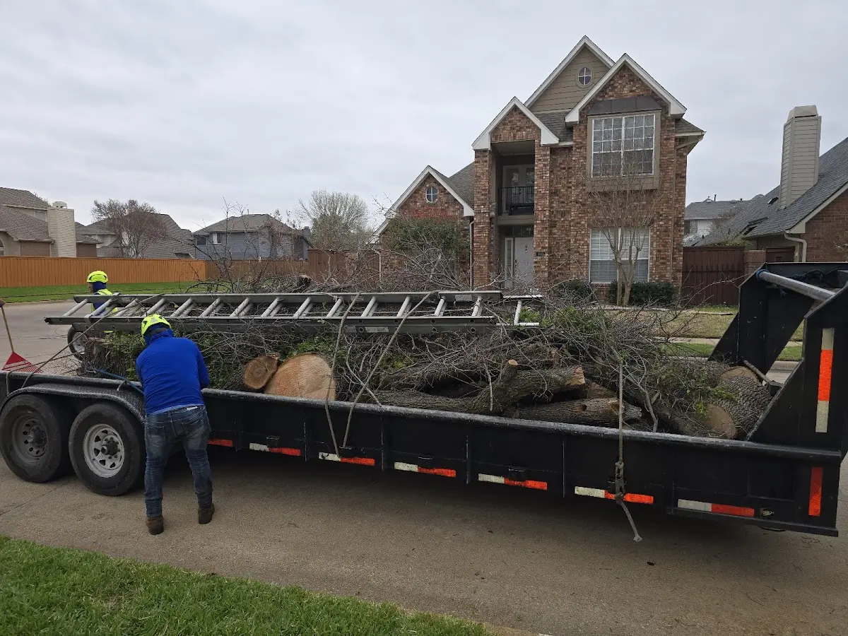 Expert Tree Removal with proper safety equipment in Ocean Park